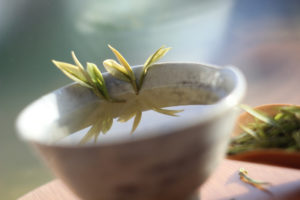 Зеленый белый чай из Танья (Tangya White Tea). © Ольга Никандрова